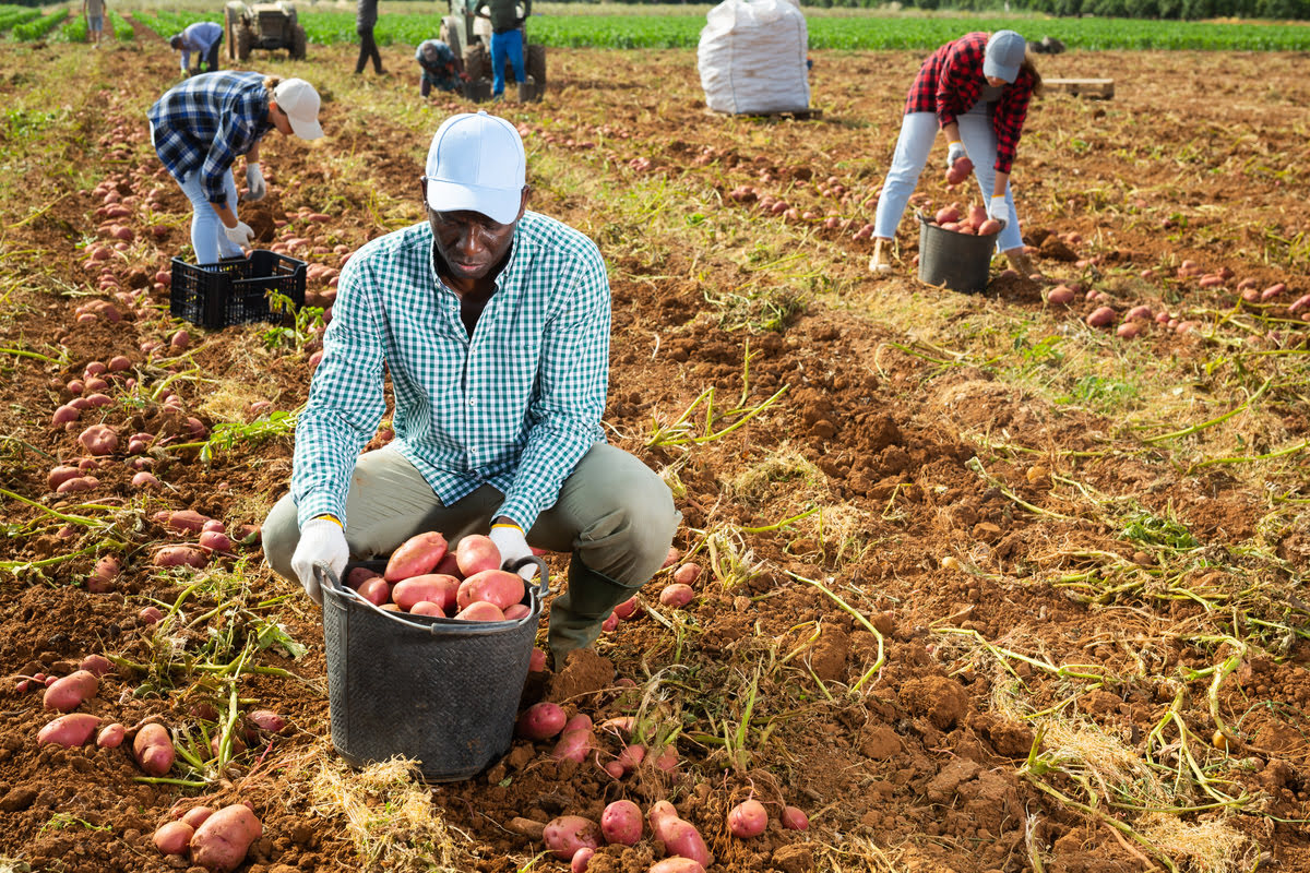 Pagamento por Serviços Ambientais: Como Essa Política Está Beneficiando Produtores Rurais em 2025