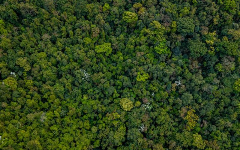 Legislação Ambiental: As Novas Medidas no Congresso