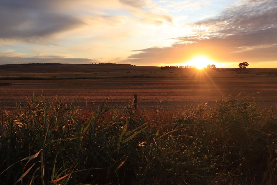 Legislação Ambiental — Stunning sunset over African farmland with golden hues and distant silhouette trees.